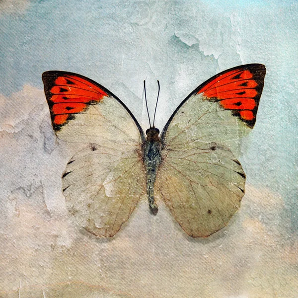 a grunge butterfly wallpaper texture  image