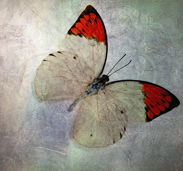 Гранжева Текстура Шпалер Метеликів — стокове фото
