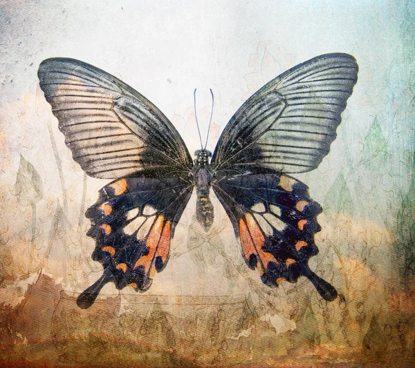 doku kelebek duvar kağıdı