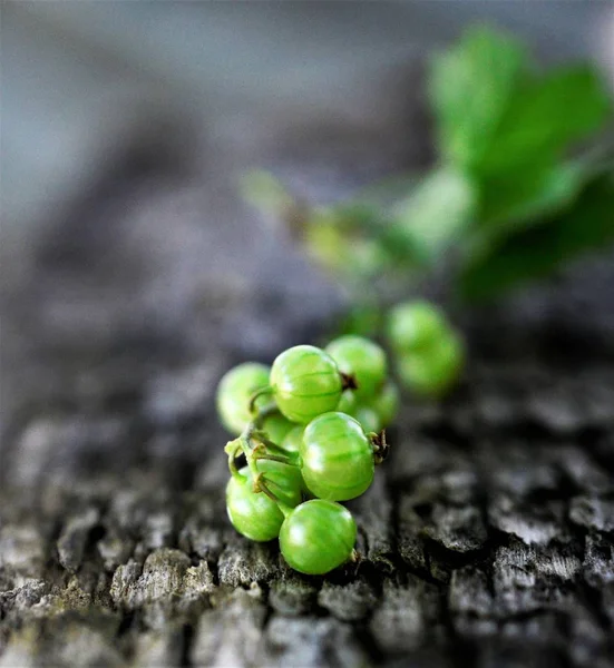 Groselha Espinhosa Crescendo Primavera Baga Imagem Fruta — Fotografia de Stock