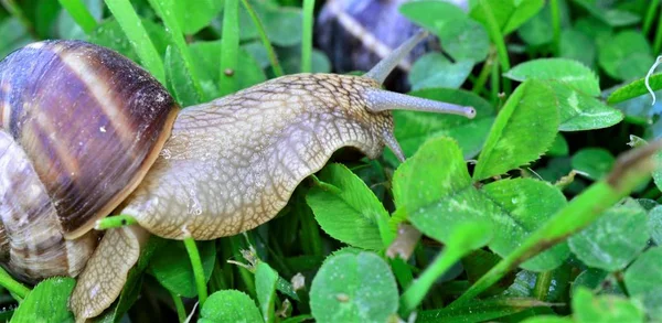 Snigel Äta Gräs Och Klöver Trädgård Bild — Stockfoto