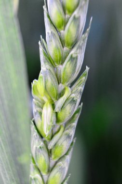 baharda büyüyen yeşil buğday kulakları nın yakın görüntü