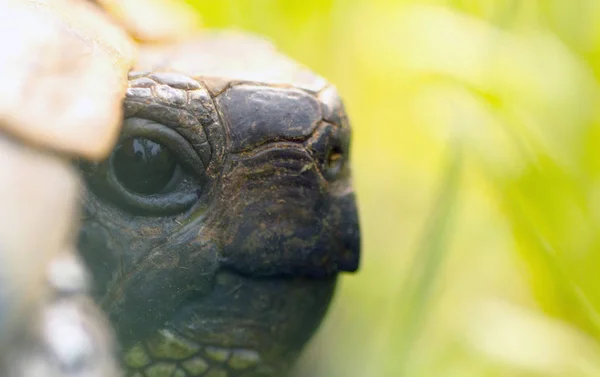 Bilden Ett Huvud Sköldpadda Naturen — Stockfoto