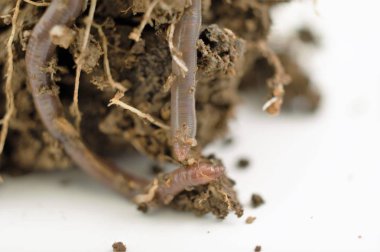 solucan, görüntü stüdyo çekim bir