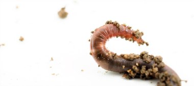 solucan, görüntü stüdyo çekim bir