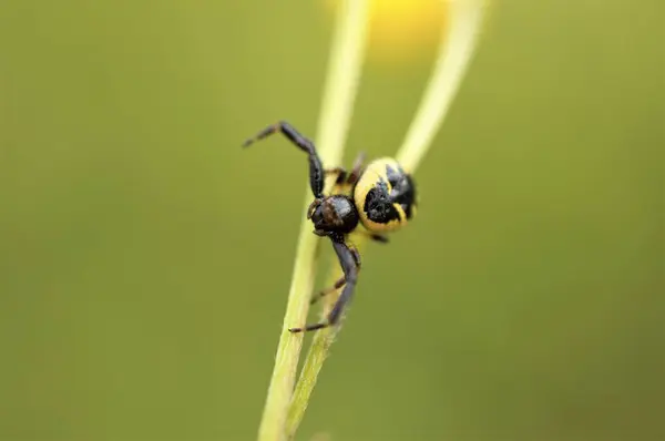Obrázek Pavouka Rostlinné Zvířecí Motivy — Stock fotografie