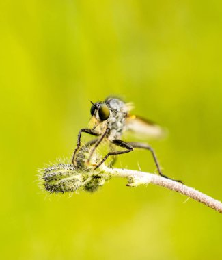 bir robberfly böcek, Machimus cingulatus bir bulanıklık zemin üzerine, görüntü yakın çekim