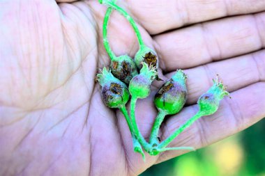 elma meyve ağır hail.climate değişim kavramı ile hasarlı olgunlaşma genç