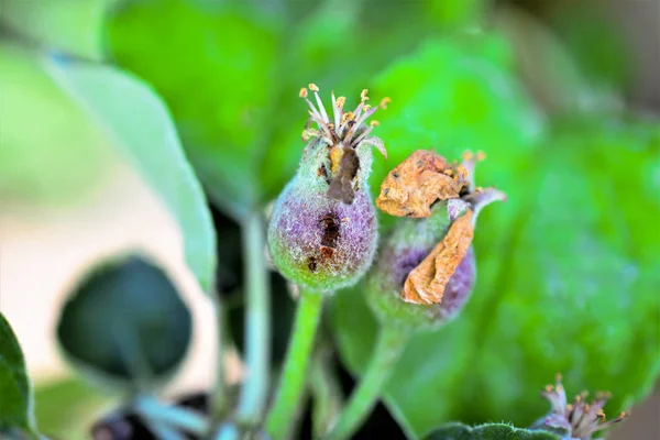 Jovem Amadurecimento Fruta Maçã Danificada Pelo Conceito Mudança Hail Climate — Fotografia de Stock