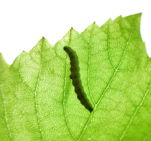 シャドウ 緑の葉のイメージで冬虫夏草のシルエット — ストック写真