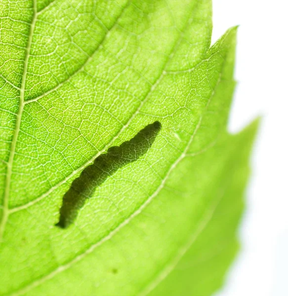 Ombre Silhouette Une Chenille Sur Une Feuille Verte Image — Photo