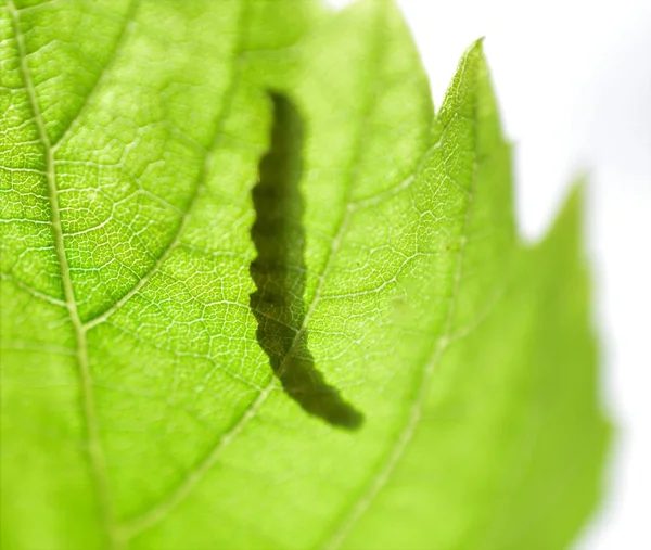 シャドウ 緑の葉のイメージで冬虫夏草のシルエット — ストック写真
