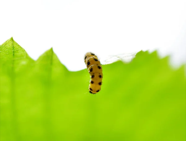 緑の葉の上に黄色い黒い毛虫の画像 クローズアップ — ストック写真