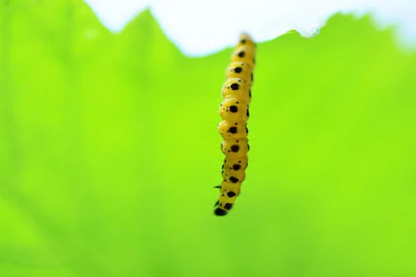 Bild Gul Svart Larv Ett Grönt Blad Närbild — Stockfoto