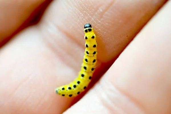 Изображение Желтой Черной Гусеницы Hand Close — стоковое фото