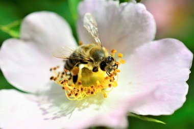 bir yabani bitki çiçek toplama polen arı yakın çekim