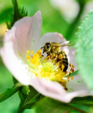 bir yabani bitki çiçek toplama polen arı yakın çekim
