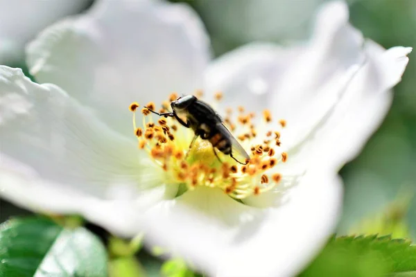 Ape Che Raccoglie Polline Fiore Pianta Selvatica Vicino — Foto Stock