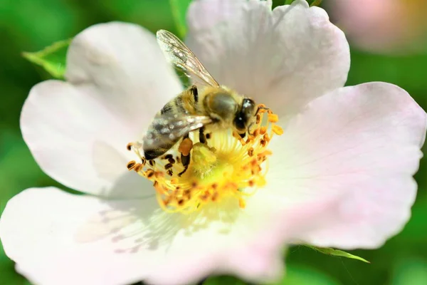 Ape Che Raccoglie Polline Fiore Pianta Selvatica Vicino — Foto Stock