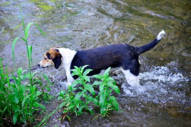 sokak köpeği bu beni rahatlattı creek su üzerinde görüntü