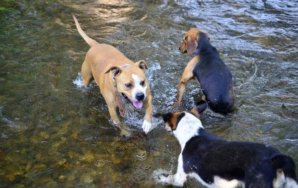 Herrelösa Hundar Och Amstaff Spelar Och Uppfriskande Organ Cree Vatten — Stockfoto