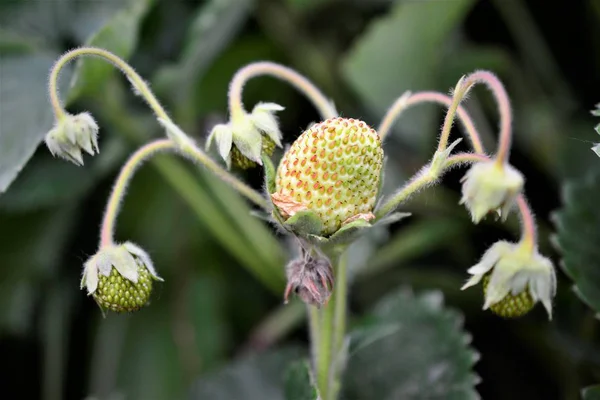 Image Une Fraise Mûrissante Dans Jardin — Photo