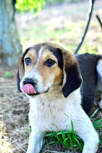 Cão Vadio Retratado Natureza Imagem — Fotografia de Stock