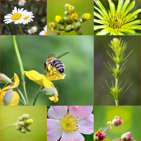 草原のイメージの春の花のコラージュ — ストック写真