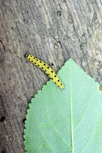 Geel Zwarte Rups Een Blad Van Zure Kers Oude Hout — Stockfoto