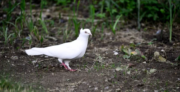 Taubenvogel Auf Dem Hinterhof Gemüsegarten Bild Eines — Stockfoto