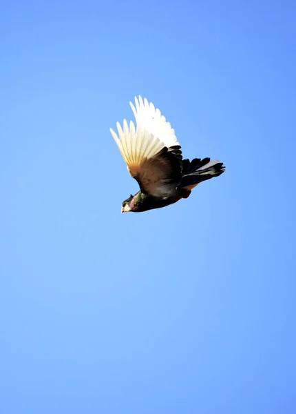 Oiseau pigeon volant sur un ciel bleu — Photo