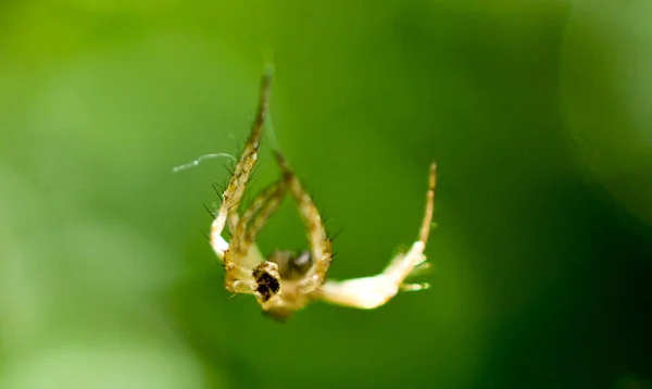 Ανατριχιαστικό Διαφανή Αράχνη Στη Φύση Εικόνα Του Ένα — Φωτογραφία Αρχείου