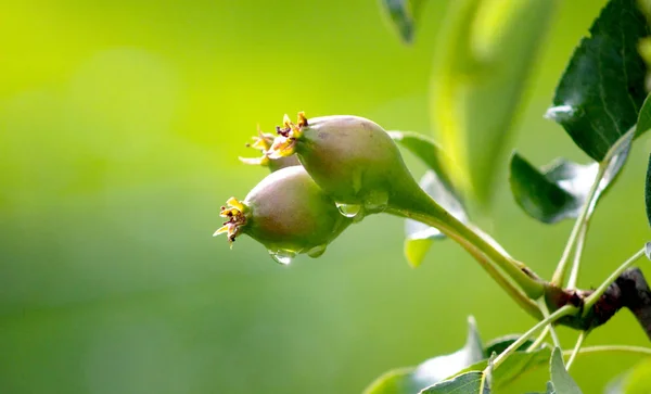 과일에 빗방울 이미지의 — 스톡 사진