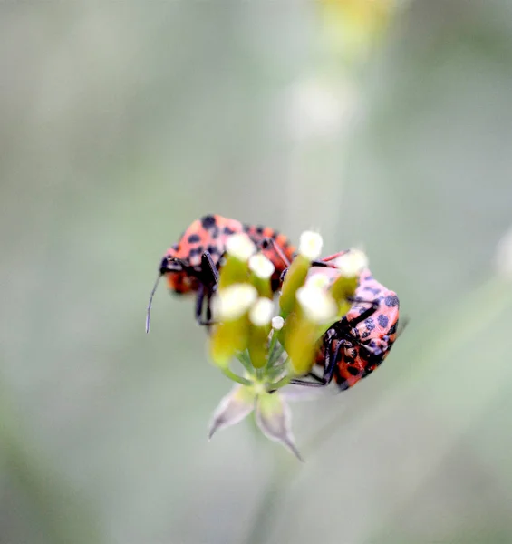 Milkweed Bug Meadow Green Plant Image — Stock Photo, Image