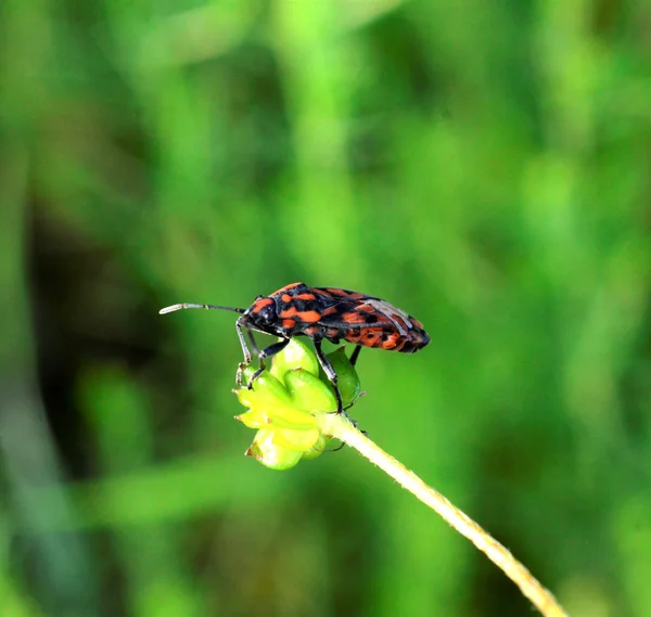 草甸绿色植物上的乳草虫 — 图库照片