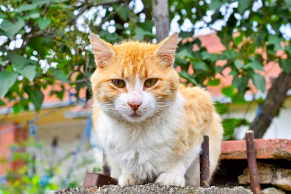 Chat Domestique Brun Blanc Assis Image — Photo