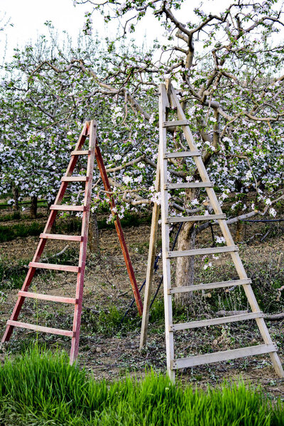 two ladders in a blossomin apple orchard in spring