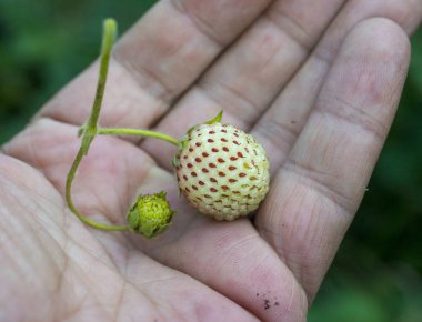 Sadece bir avuç üzerinde organik çilek aldı, bir görüntü