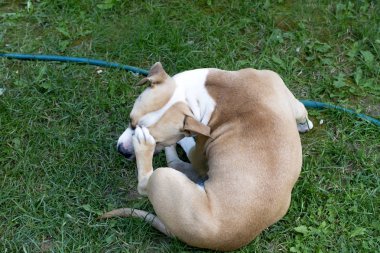 Amerikan Staffordshire Terrier çizilmeye kafa, bir görüntü