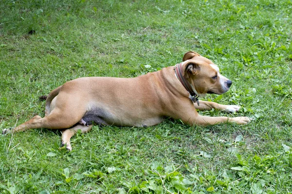 American Staffordshire Terrier Reposant Sur Une Herbe — Photo