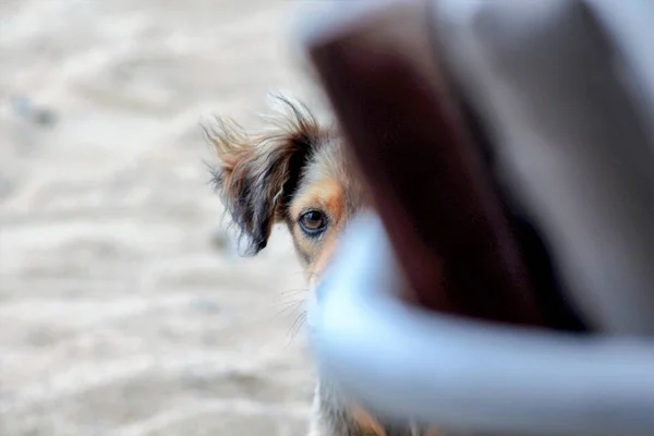 Изображение Брошенной Бродячей Собаки Смотрящей Через Стул Пляже — стоковое фото