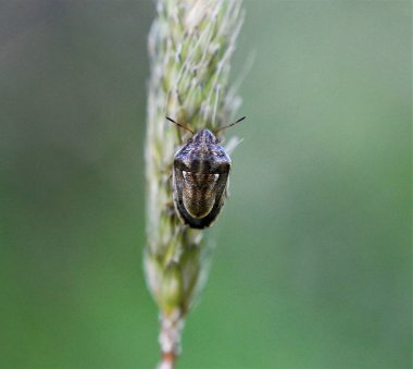 bir böcek bir saman üzerinde görüntü yakın