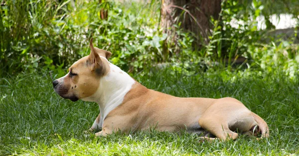 American Staffordshire Terrier Hund Vilar Ett Gräs Bild — Stockfoto