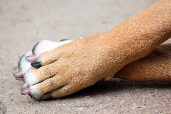 Amerikai Staffordshire Terrier Paws Kép Ból Egy — Stock Fotó