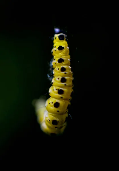 Oruga Levitar Sobre Fondo Oscuro Dof Imagen Superficial — Foto de Stock