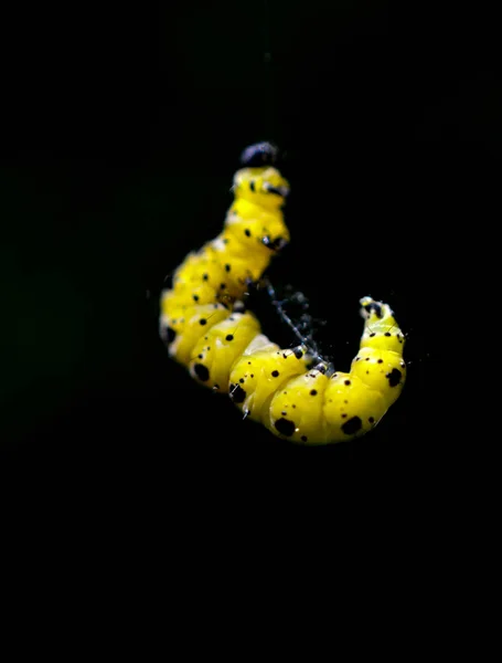 Oruga Levitar Sobre Fondo Oscuro Dof Imagen Superficial —  Fotos de Stock