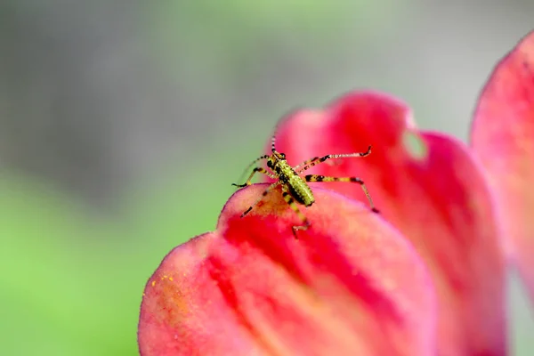 Insekt Auf Gerbera Daisy Abbildung Eines — Stockfoto