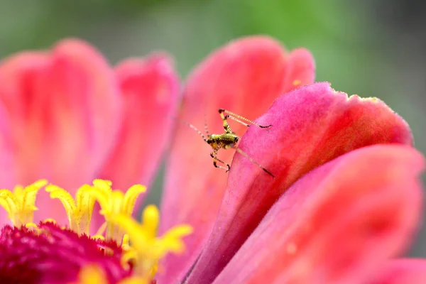 Insetto Margherita Gerbera Immagine Una — Foto Stock