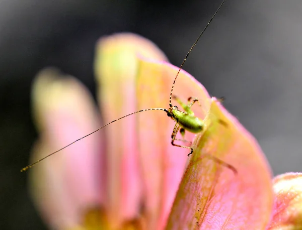 ガーベラのイメージに昆虫 — ストック写真