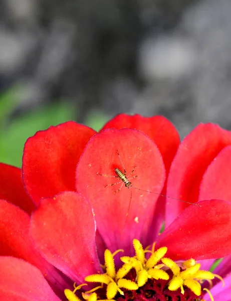 Insetto Margherita Gerbera Immagine Una — Foto Stock